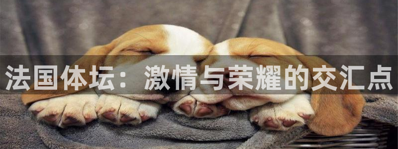 球王会体育：法国体坛：激情与荣耀的交汇点